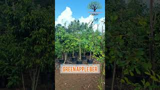 GREEN APPLE BER REGI FRUIT PLANTS appleber plants fruitplants agriculture fruittree [upl. by Leasim]