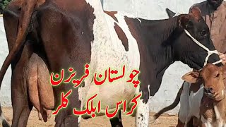 Cholistan Frezan Cow Milking Cow For sale in punjab by butter dairy farm [upl. by Oinoitna986]