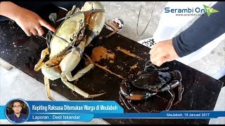 Kepiting Raksasa Ditemukan Warga di Meulaboh [upl. by Ricky]