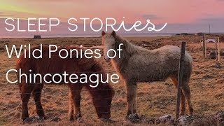 Calm Sleep Stories  Wild Ponies of Chincoteague  Trailer [upl. by Monroy779]