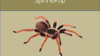 Graad R Spinnekop [upl. by Onfroi]