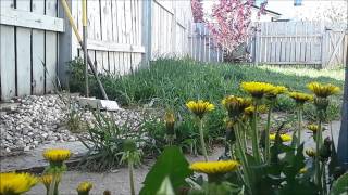 timelapse of dandelions an example of nyctinasty [upl. by Bohlin223]