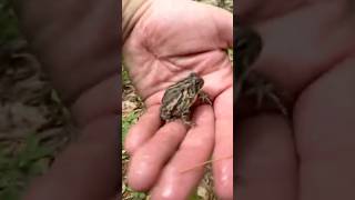 A toad peed on me hiking nature wildlife adventure explore [upl. by Gran]