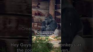 Gorilla Camera Flip meme [upl. by Anihtyc841]