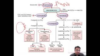 Arachidonic Acid Metabolites [upl. by Boyer]