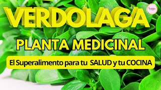 DOCUMENTAL La Verdolaga El Tesoro Oculto de la Medicina Natural DOCUMENTAL PLANTAS MEDICINALES [upl. by Natassia]