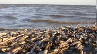 De Waddeneilanden en het Wad [upl. by Eelorac]