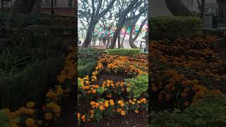 Parque de tlalpan de ciudad de mexico [upl. by Anoed]