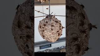 Creating Art by Combining Yellow Hornet Nests Amazing Nest Repairs in Yellow Hornets [upl. by Narok]