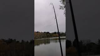 Cest pendu 👌 justdelapeche carpfishing solo combat [upl. by Aloin]