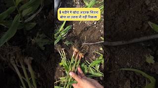 Organic Garden की मुश्किलें Nematodes Ruined Ginger But Crop Rotation with Capsicum Saves the Day [upl. by Daile]