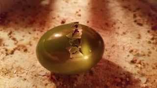 Elegant crested tinamou eggs and chicks [upl. by Sidwohl]