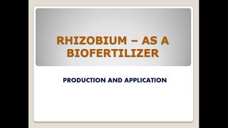 Rhizobium as a biofertilizer its production and application [upl. by Carlstrom]