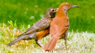 Brown Thrasher feeding American Robin Juvenile  Fledgling  Bird [upl. by Katti847]