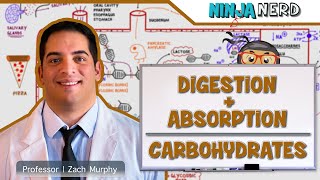 Gastrointestinal  Digestion amp Absorption of Carbohydrates [upl. by Jasmin564]