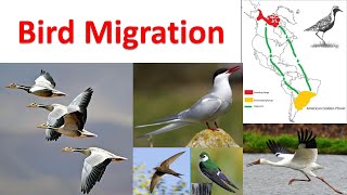 Bird Migration  Migration of birds  Aves migration [upl. by Callery]