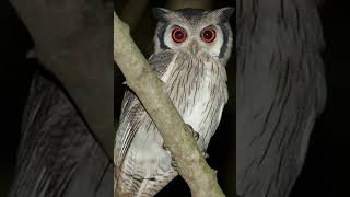 Dramatic Scops Owl [upl. by Kevyn200]