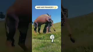 Animals funny moments animals [upl. by Einnaj116]