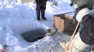 Polar Hunters on Greenland are becoming Fishermen [upl. by Phemia]