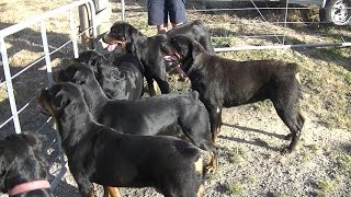 AMAZING ROTTWEILER KENNEL HARDRADA IN NZ 3 [upl. by Dibrin]