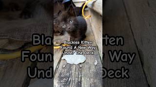 Blackies Kitten Found A Tricky Way Under The Deck shorts kittens kitties blackcat mrrp meow [upl. by Ilellan]