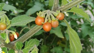 Yellow Nightshade usually has orange fruit Solanum villosum ssp villosum [upl. by Towrey326]