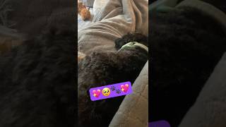 Loki barking and running in his sleep while cuddling Daddy 🐾🐶💖 [upl. by Ethban]