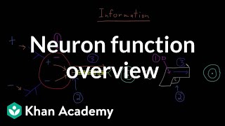 Overview of neuron function  Nervous system physiology  NCLEXRN  Khan Academy [upl. by Khai]