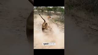 Two lionesses were besieged by hyenas when they went out to forage for food and they were rescued [upl. by Elirpa]