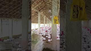 poultry farming [upl. by Mano]