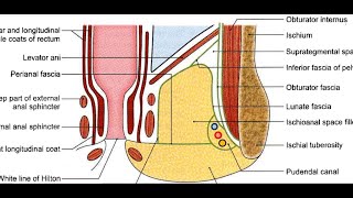 Ischioanal Fossa [upl. by Animahs870]