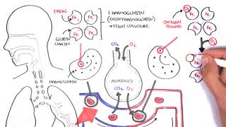 Oxygen  Haemoglobin Dissociation Curve  Physiology [upl. by Adena]