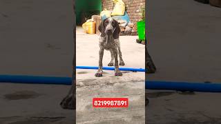 German shorthaired pointer female available germanpointer pointer [upl. by Yul641]