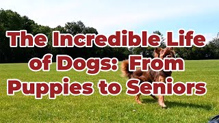 The Incredible Life of Dogs From Puppies to Seniors [upl. by Vudimir]