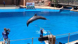 uShaka Marine World Dolphin Show [upl. by Mylan283]