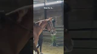 Striding fail 🤭 equestrian strides slowmo capcut relatable fail horse [upl. by Nalyac475]