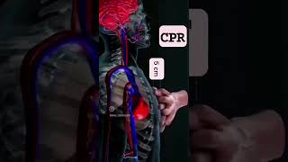 Cardio pulmonary resuscitation makescienceeasy science neet biology anatomy [upl. by Charin]