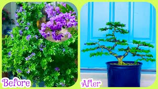 Pruning a Bonsai Desmodium Unifoliotum  Blue Bell [upl. by Eninahpets149]