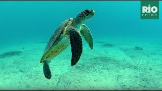 Tortuga Verde o Chelonia mydas Micros conocer es proteger [upl. by Tarrsus]