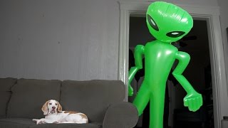 Dog Unfazed by Giant Alien Funny Dog Maymo [upl. by Farmann868]