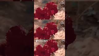 flowers shorts videoshortYtShortvid390 [upl. by Ngo58]