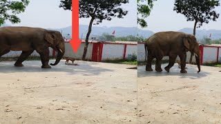 ❌Elephant attack Men😨 elephantattack elephant [upl. by Lachlan]