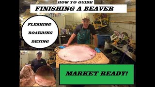 BEAVER Fleshing Boarding Drying  How To Guide [upl. by Frodeen]