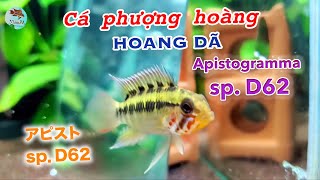 Apistogramma sp D62  Cá phượng hoàng hoang dã [upl. by Morna]