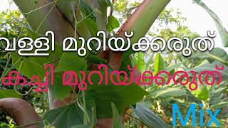 നേന്ദ്ര വാഴ സംരക്ഷണം  Mix  Malayalam  Kerala India [upl. by Elvyn]