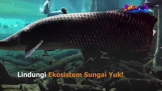 Heboh Arapaima di Sungai Brantas [upl. by Noam771]