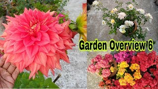 My Garden Overview Episode 6 Dahlia Kalanchoe Rose by Garden Gyan [upl. by Dorehs900]