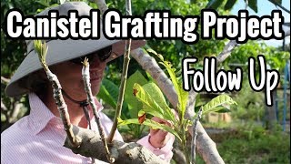 The Canistel Grafting Project A Follow Up [upl. by Ayhtin816]