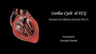 Cardiac Cycle amp Electrocardiogram ECG  Circulatory System  Biology Class 11NEET [upl. by Lleuqram]