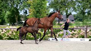 SLF 0924 Cointreau vh Gravenhof Z stallion 2024 by Chaccotage Blue PS x Kashmir van Schuttershof [upl. by Nikolas]